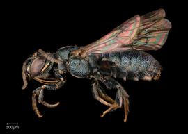   Ceratina  sp. male lateral habitus, photo: Joshua Hengel 
